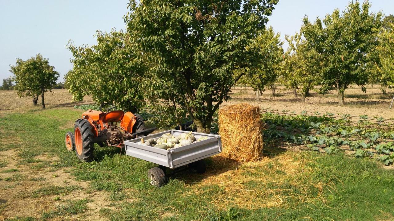 L'Albero Della Gioia Villanova sull'Arda Ngoại thất bức ảnh